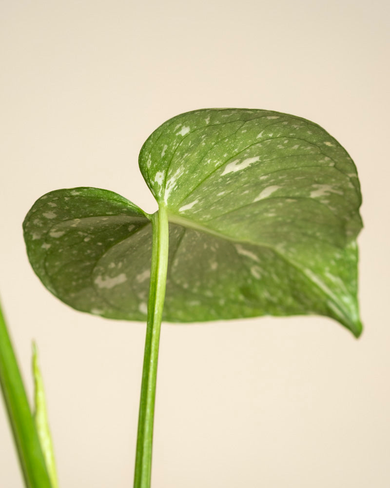 Eine Nahaufnahme einer Monstera 'Thai Constellation' - ein feenartiges Blatt mit weißen Sprenkeln vor einem einfarbig beigen Hintergrund. Das herzförmige Blatt ist an einem hohen, schlanken Stiel befestigt.
