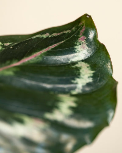 Nahaufnahme eines Kleinen Calathea Roseopicta - Feenblattes, das seine auffälligen grün-violetten Muster und seine detaillierte Textur hervorhebt - eine elegante Zimmerpflanze vor einem schlichten beigen Hintergrund.