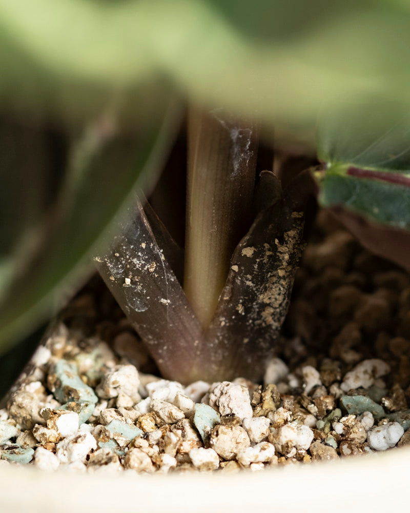 Nahaufnahme der Basis einer Kleinen Calathea Roseopicta - feey, umgeben von Erde und weißen Kieselsteinen, mit zwei dicken Stängeln, die aus der Mitte herausragen, mit grünen Blättern an den Rändern.