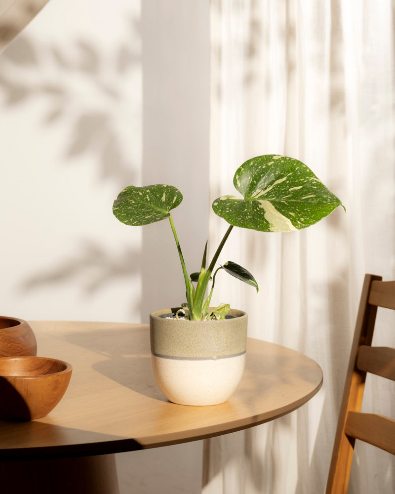 Eine Monstera 'Thai Constellation' - feey mit bunten Blättern steht auf einem runden Holztisch. Das Sonnenlicht fällt durch die durchsichtigen Vorhänge und wirft weiche Schatten. In der Nähe stehen ein Holzstuhl und zwei Holzschalen.