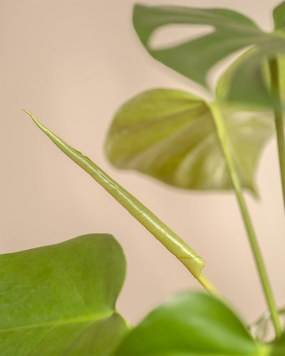 Nahaufnahme einer Monstera aus dem Me-Time-Paket, die ihre großen grünen Blätter und ein sich gerade entfaltendes Blatt zeigt. Der sanft verschwommene Hintergrund betont den markanten Kontrast zwischen dem frischen, hellgrünen Blatt und dem reifen, dunkelgrünen Laub.