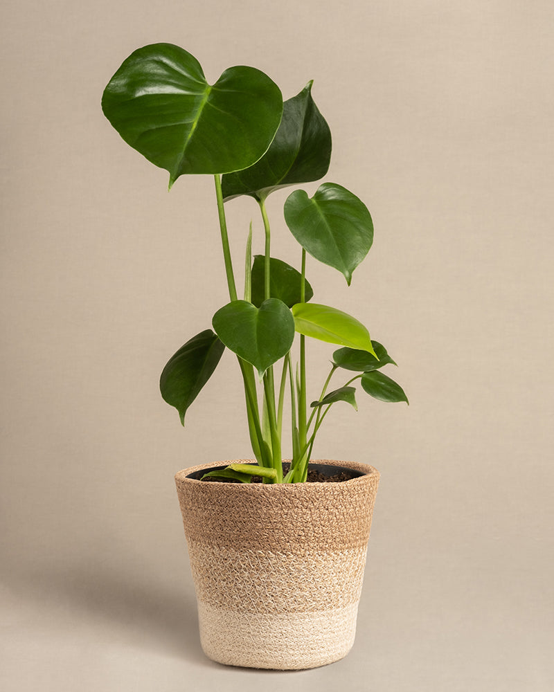 Eine Monstera in einem geflochtenen zweifarbigen Korb zeigt ihre glänzenden, herzförmigen Blätter und verkörpert tropische Vibes vor einem schlichten beigen Hintergrund.