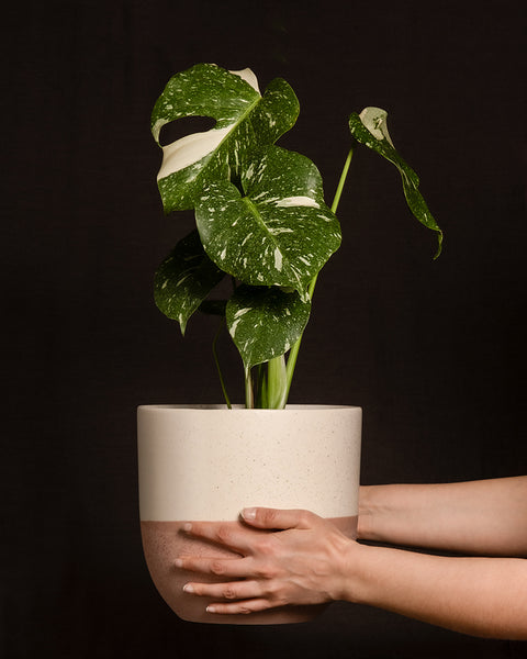 Monstera deliciosa 'Thai Constellation' in einem pinken Variado Keramiktopf von feey