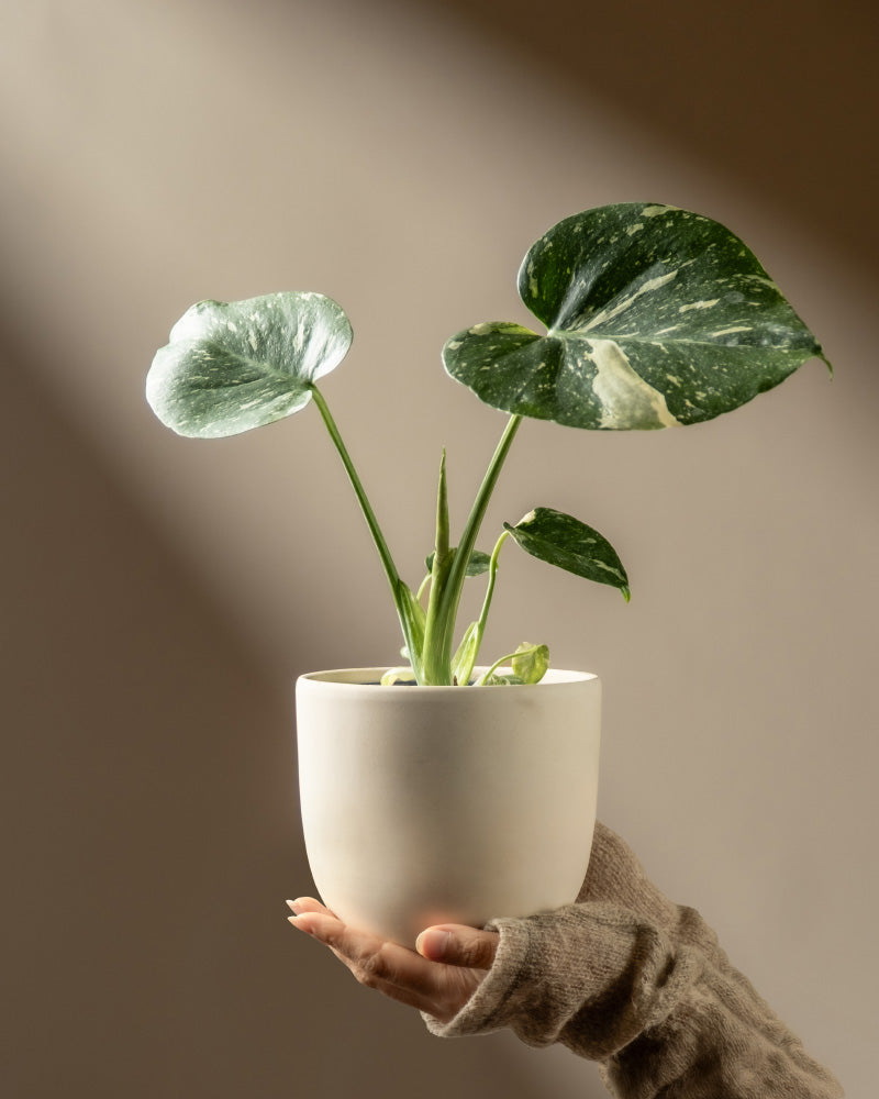 Eine Hand in einem beigen fingerlosen Handschuh hält einen weißen Topf mit einer Monstera 'Thai Constellation' - feey, die drei große bunte Blätter zeigt, vor einem neutralen Hintergrund mit weicher Beleuchtung.