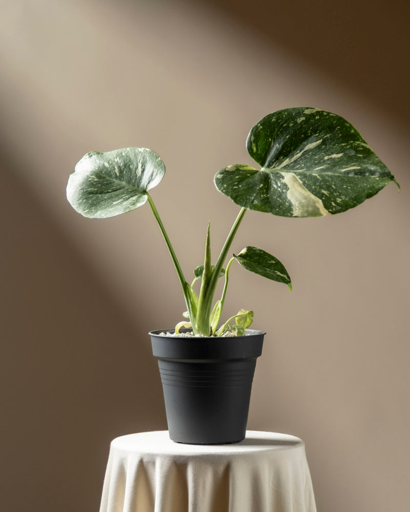 Eine Monstera 'Thai Constellation' - feey mit großen, panaschierten grünen Blättern steht auf einem runden, weiß gedeckten Tisch und wird vor einem neutralen Hintergrund in Sonnenlicht getaucht.