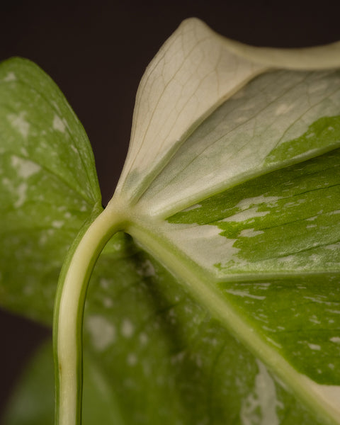 Detailaufnahme Monstera deliciosa 'Thai Constellation'