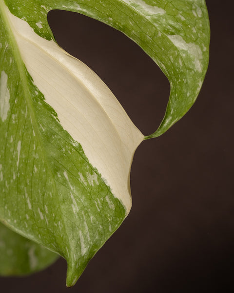 Detailaufnahme Blatt der Monstera deliciosa 'Thai Constellation'