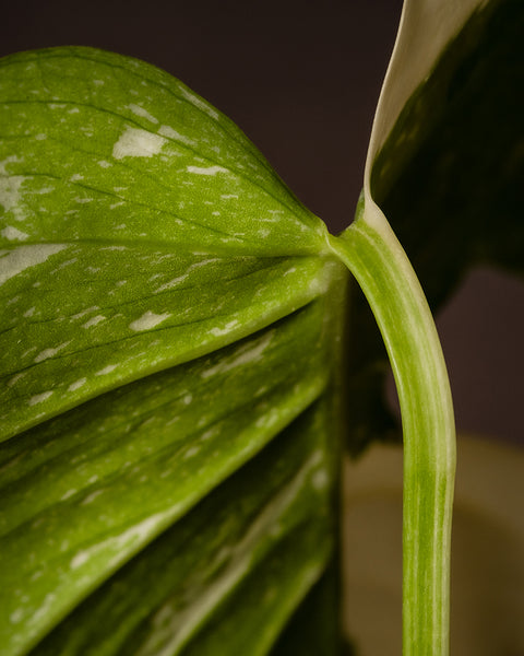 Detailaufnahme Monstera deliciosa 'Thai Constellation'