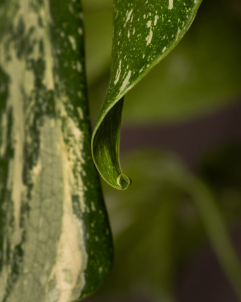 Detailaufnahme Monstera deliciosa 'Thai Constellation'