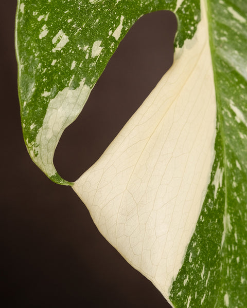 Detailaufnahme Monstera deliciosa 'Thai Constellation'