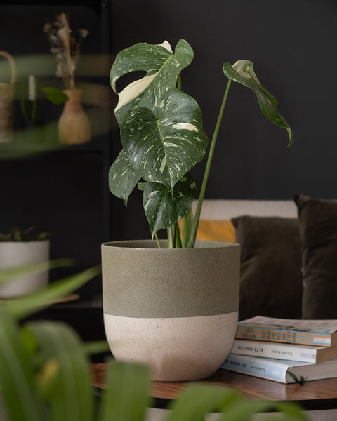 Monstera deliciosa 'Thai Constellation' in einem grünen Keramiktopf von feey auf einem Sofatisch im Wohnzimmer