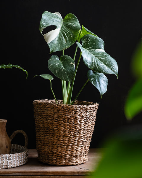 Monstera deliciosa 'Thai Constellation' in einem Pflanzenkorb auf einer Holztruhe im Wohnzimmer 