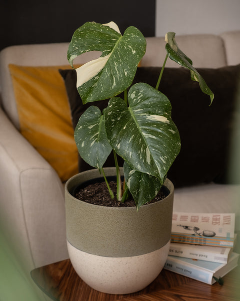 Monstera deliciosa 'Thai Constellation' auf einem Sofatisch im Wohnzimmer