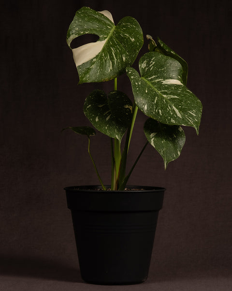 Monstera deliciosa 'Thai Constellation' ohne Übertopf