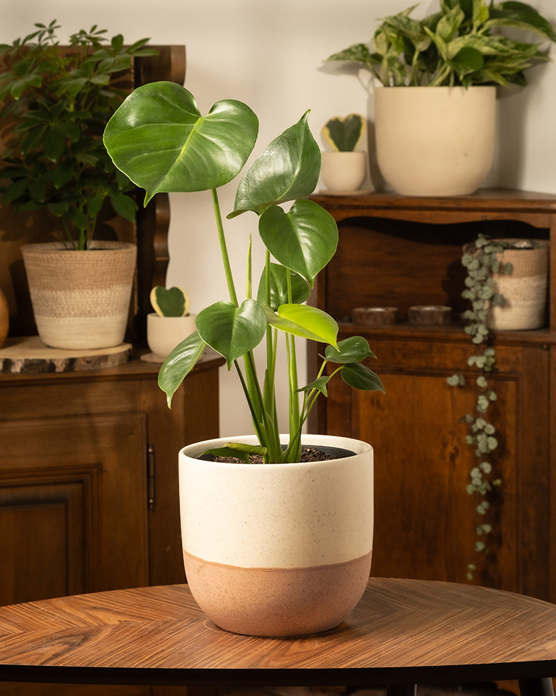 Eine Monstera, bekannt als Fensterblatt, steht in einem beigen Terrakotta-Topf auf einem Holztisch inmitten anderer Topfpflanzen und sorgt für tropische Vibes und eine gemütliche Gartenatmosphäre im Innenbereich.