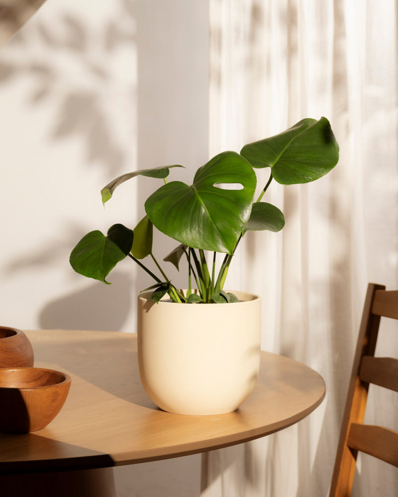 Eine Monstera - Fee mit großen grünen Blättern sitzt in ihrem Topf auf einem runden Holztisch neben Holzschalen, während das Sonnenlicht durch einen durchsichtigen Vorhang im Hintergrund fällt.