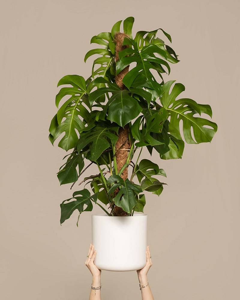 Zwei Hände halten eine Monstera XL im weissen Topf in die Höhe