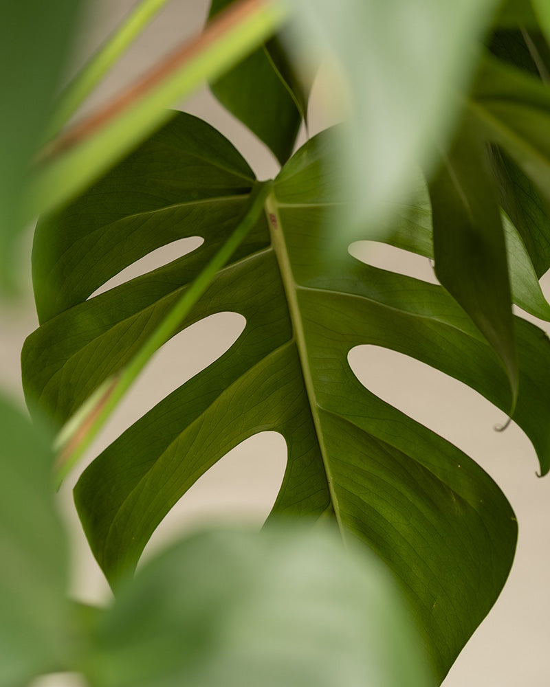 Detailaufnahme Monstera XL Blatt