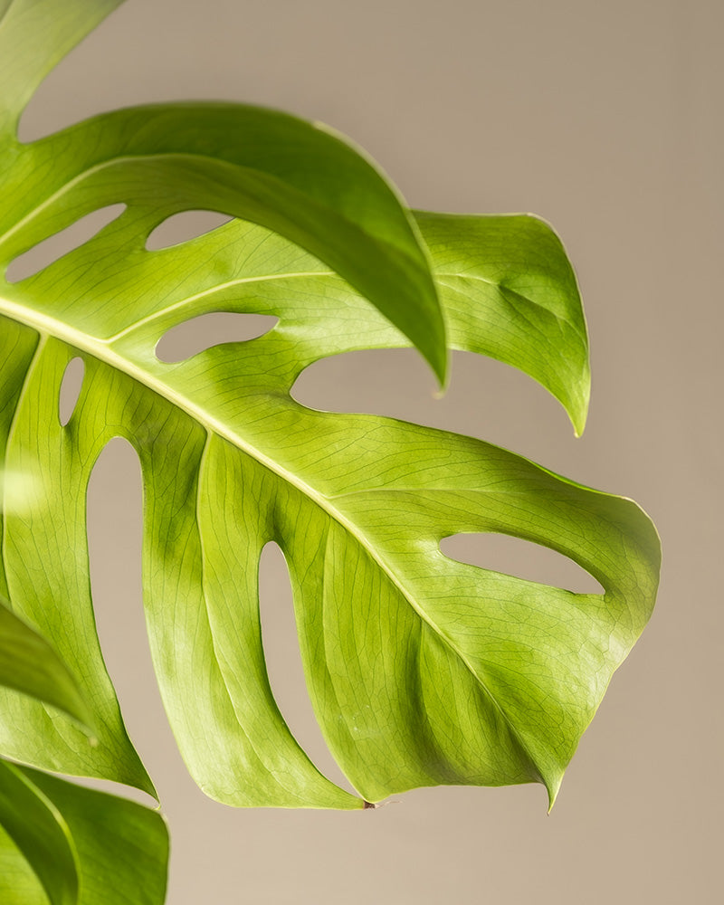 Detailaufnahme Monstera Blatt