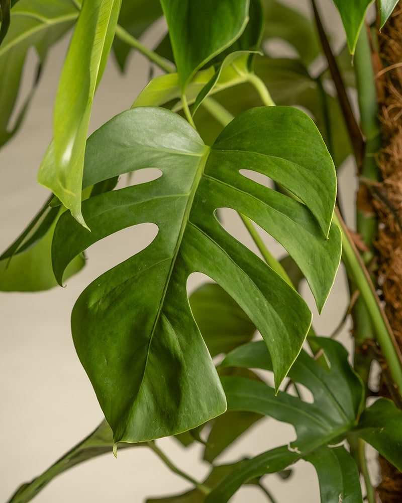 Detailaufnahme Monstera Blatt