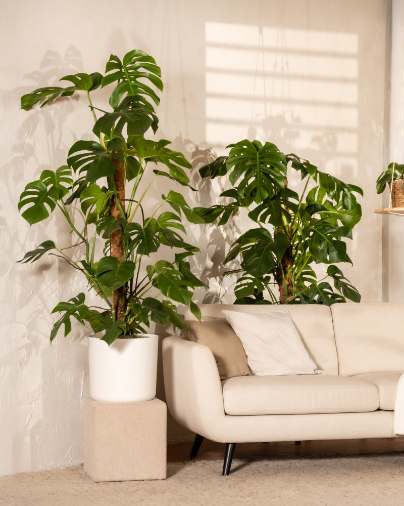 Zwei XL Monstera mit weissen Töpfen in einem Wohnzimmer