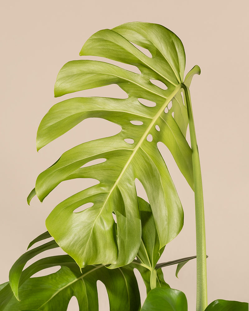 Monstera XL Duo/Trio