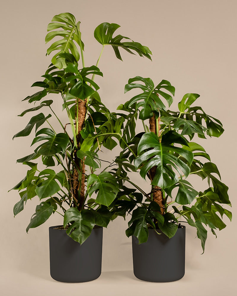 Monstera XL Duo/Trio