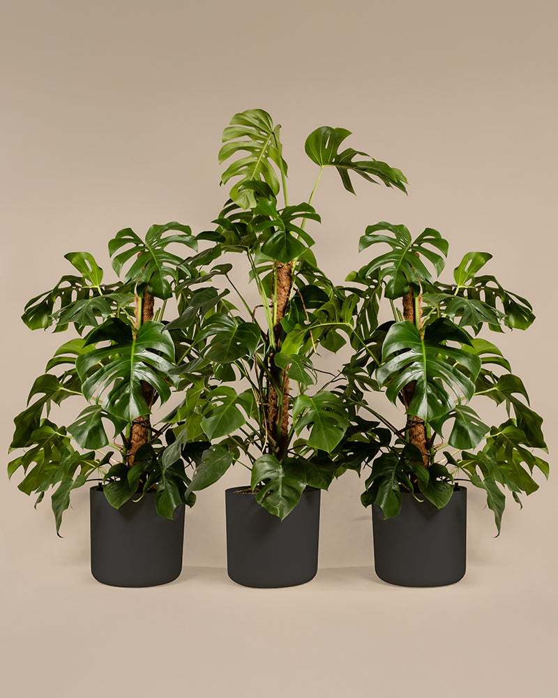 Monstera XL Duo/Trio