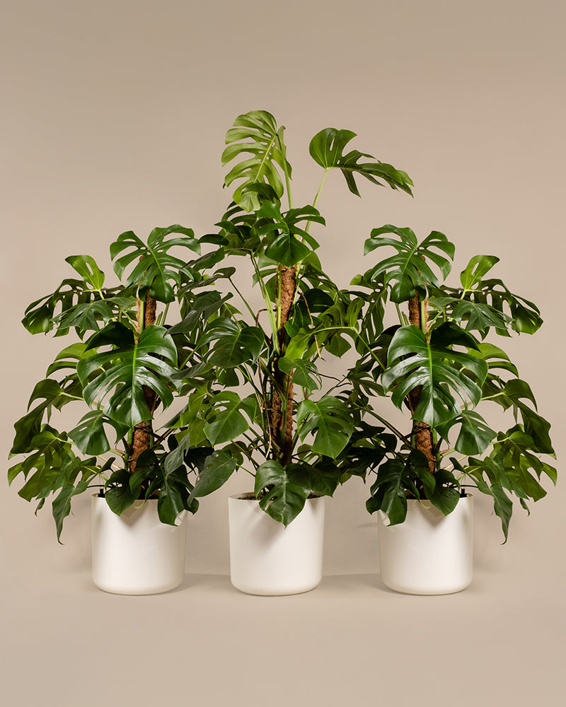 Monstera XL Duo/Trio