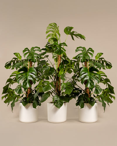 Monstera XL Duo/Trio