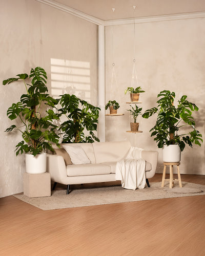 Monstera XL Duo/Trio