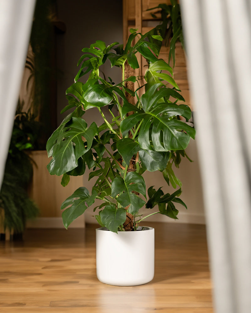 Monster XL im weissen Soft Topf in einem Wohnzimmer mit Holzboden