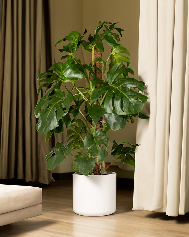 Monstera XL in einem weissen Topf in einem Schlafzimmer mit Vorhängen