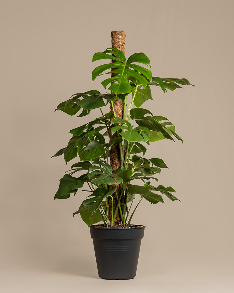 Monstera XL ohne Übertopf vor einem beigen Hintergrund im Studio fotografiert