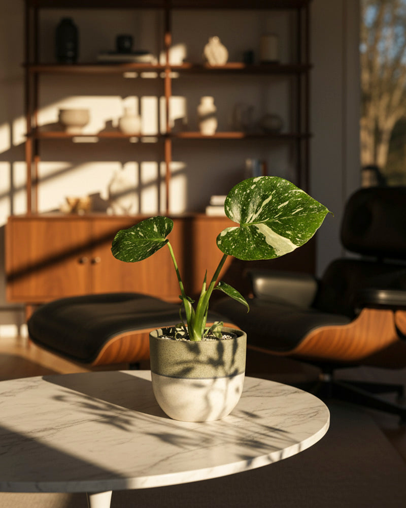 Eine Monstera 'Thai Constellation' - feey mit auffallend grünen und weißen Blättern steht auf einem runden, weißen Marmortisch in einem sonnenbeschienenen Wohnzimmer, das mit modernen Möbeln aus der Jahrhundertmitte und Regalen im Hintergrund eingerichtet ist.