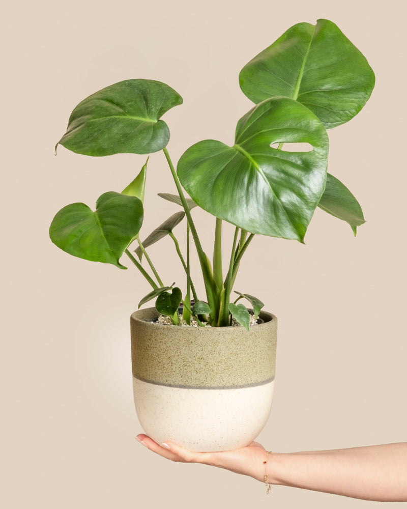Eine Hand hält eine getöpferte Monstera - eine Fee mit großen, glänzend grünen Blättern. Die Pflanze steht in einem zweifarbigen Topf - oben olivgrün, unten cremefarben - vor einem einfarbig beigen Hintergrund.