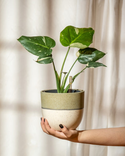 Eine Hand mit dunkel lackierten Nägeln hält einen zweifarbigen Keramiktopf mit der Hydro • Monstera Thai Constellation, deren grün-weiß gefleckte Blätter hervorstechen. Als Hintergrund dient ein weißer Vorhang, der sanft von natürlichem Licht erhellt wird.