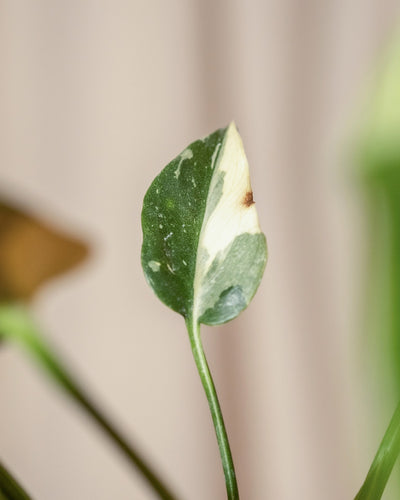 Eine Nahaufnahme eines Hydro • Monstera Thai Constellation-Blattes mit seinen grünen und weißen Abschnitten. Das leicht gekräuselte Blatt weist einen kleinen braunen Fleck auf einem der weißen Bereiche auf, mit einem verschwommenen Hintergrund, der die Details und Farben des Blattes hervorhebt.