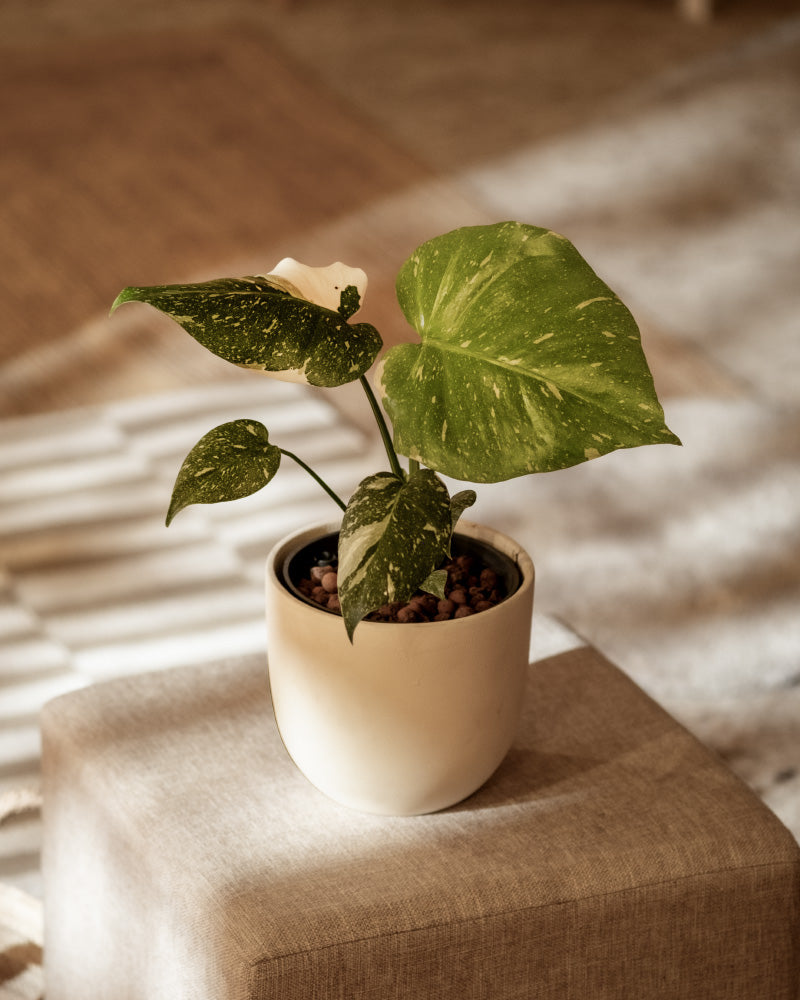 Eine Hydro • Monstera Thai Constellation mit bunten grünen und weißen Blättern steht auf einem mit beigem Stoff bezogenen Hocker. Der Hintergrund ist sanft beleuchtet, wodurch die Pflanze hervorgehoben wird und sanfte Schatten auf die strukturierte Oberfläche dahinter geworfen werden.