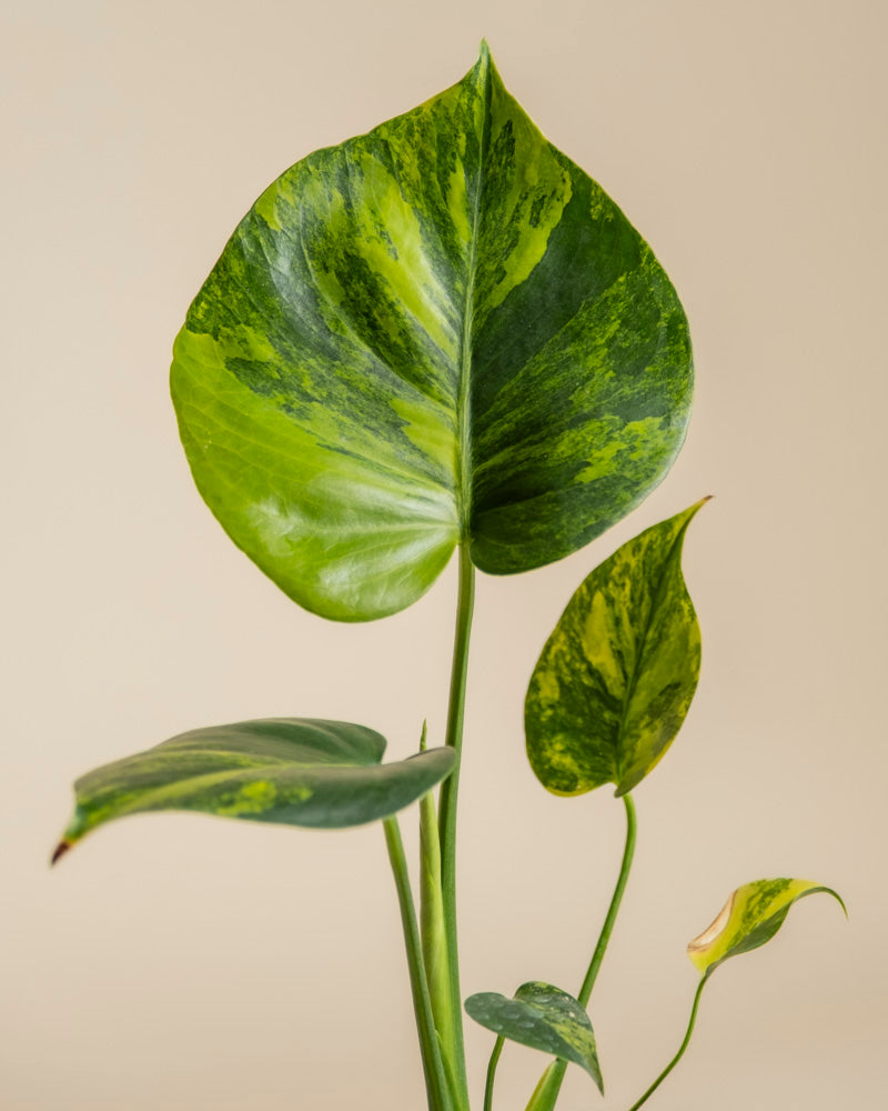Eine Nahaufnahme der Monstera aurea - feey Zimmerpflanze zeigt ihre großen, herzförmigen Blätter mit gelber und dunkelgrüner Panaschierung vor einem einfarbig beigen Hintergrund.