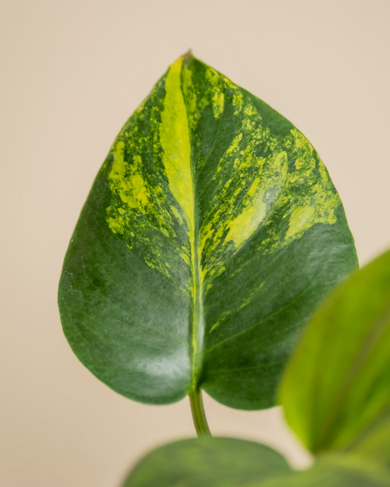 Nahaufnahme eines Blattes von Monstera aurea -ey mit gelber Panaschierung und ausgeprägter Mittelrippe auf einfarbig beigem Hintergrund.