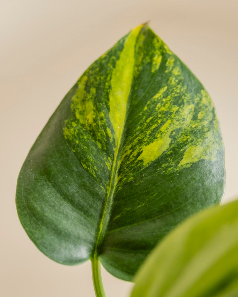 Eine Nahaufnahme eines Blattes von Monstera aurea - feey mit gelber Panaschierung und glatten Rändern vor einem neutralen, sanft verschwommenen Hintergrund.
