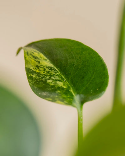 Eine Nahaufnahme eines glatten, gesunden Monstera aurea - Feenblattes mit einer auffälligen gelben Panaschierung auf einer Seite, vor einem sanft verschwommenen beigen Hintergrund.