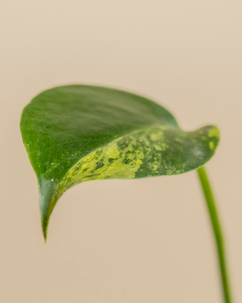 Ein einzelnes Blatt von Monstera aurea - feey zeigt eine gelbe Panaschierung entlang des Randes und wölbt sich an einem langen, dünnen Stiel vor einem einfarbig beigen Hintergrund sanft nach unten.
