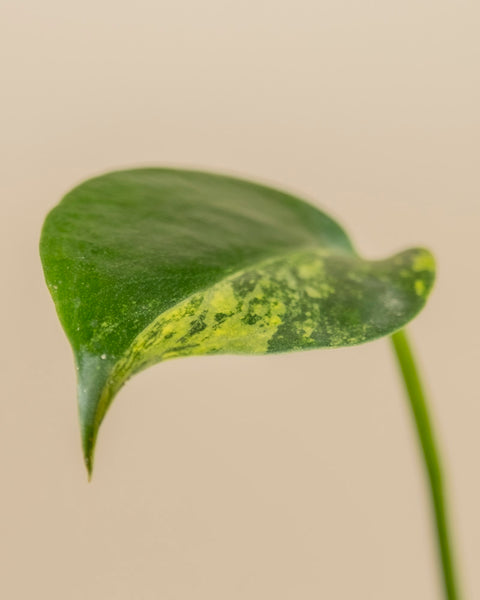 Ein Monstera aurea - Feenblatt mit gelber Panaschierung biegt sich sanft auf einem schlanken Stiel, vor einem glatten, hellbeigen Hintergrund.