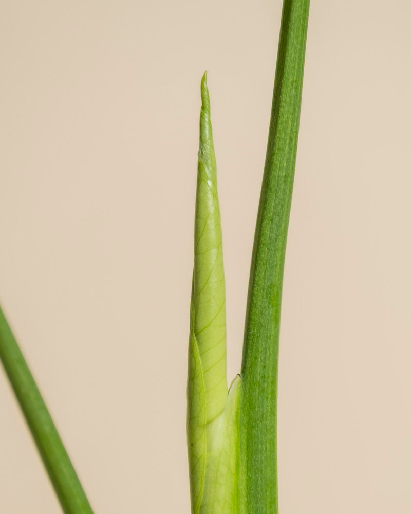 Eine Nahaufnahme von Monstera aurea - feey zeigt ein neues Blatt, das sich neben einem höheren Stängel entfaltet, vor einem schlichten beigen Hintergrund.