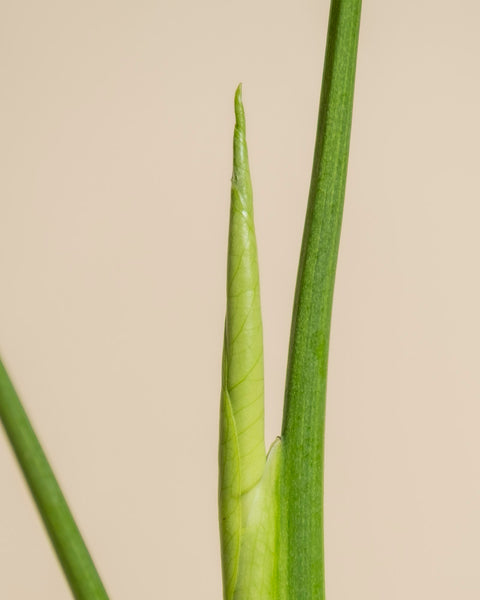 Eine Nahaufnahme von Monstera aurea - feey zeigt ein neues Blatt, das sich neben einem höheren Stängel entfaltet, vor einem schlichten beigen Hintergrund.