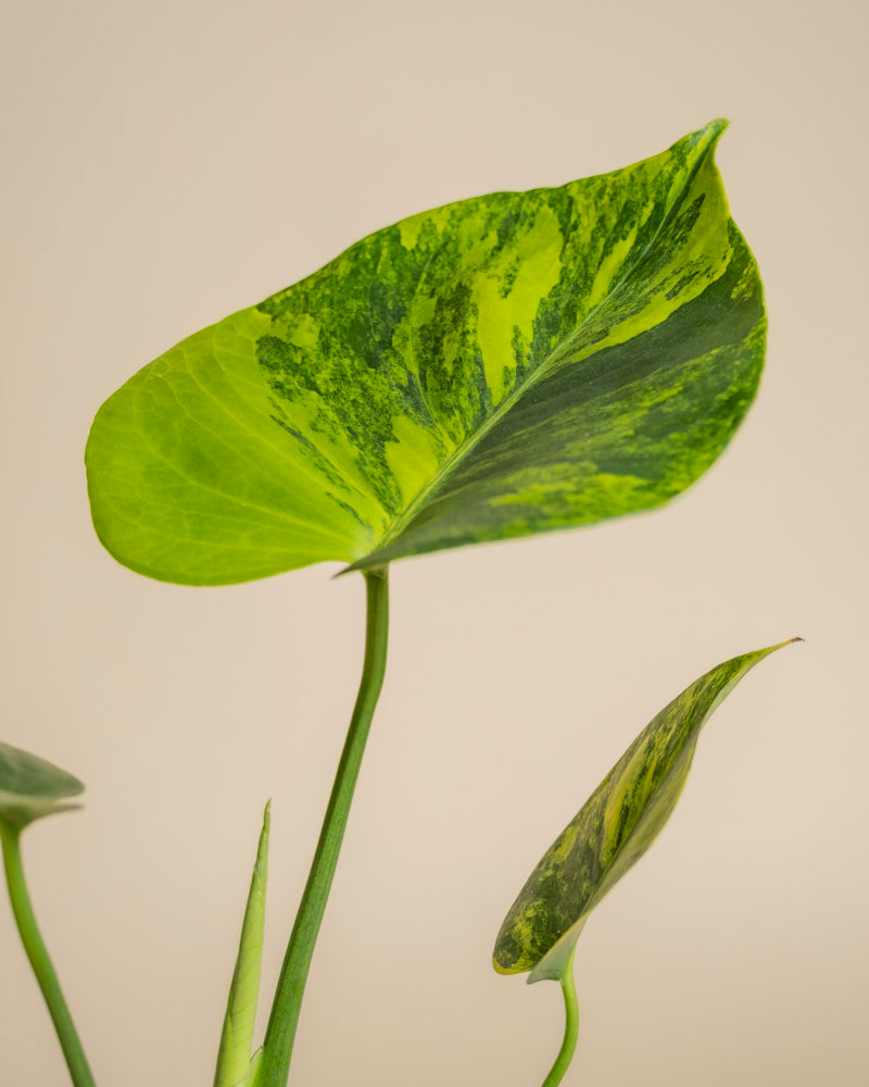 Eine Nahaufnahme eines grünen, panaschierten Blattes von Monstera aurea -ey mit hell- und dunkelgrünen Mustern vor einem beigen Hintergrund. Teilweise sind auch Fensterblattblätter und Stängel zu sehen.