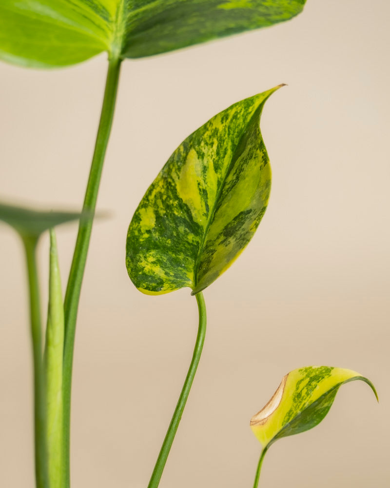 Eine Nahaufnahme von Monstera aurea - feey hebt das grün-gelb panaschierte Blatt mit der spitzen Spitze hervor, neben einem anderen Blatt mit brauner Spitze, vor einem neutralen beigen Hintergrund.