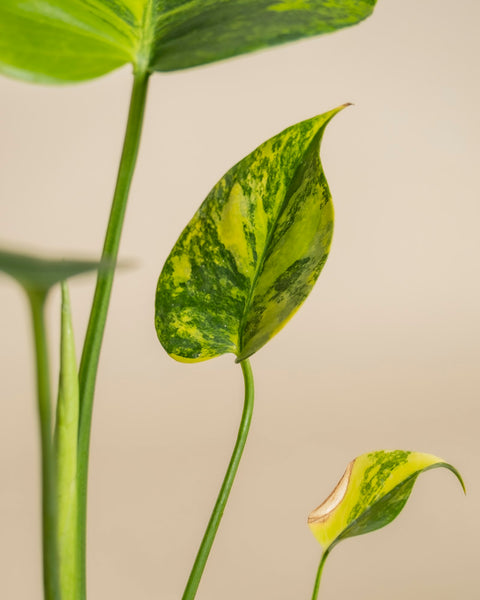 Eine Nahaufnahme von Monstera aurea - feey hebt das grün-gelb panaschierte Blatt mit der spitzen Spitze hervor, neben einem anderen Blatt mit brauner Spitze, vor einem neutralen beigen Hintergrund.